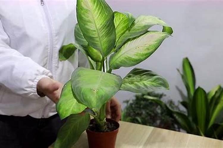 万年青可以施复合肥料吗