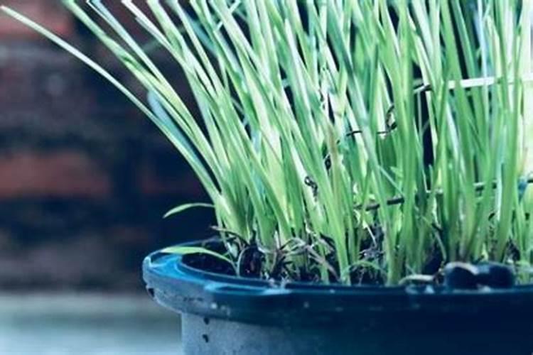 种黄瓜苗需要施底肥吗(黄瓜苗移栽后缓苗后怎样施肥)