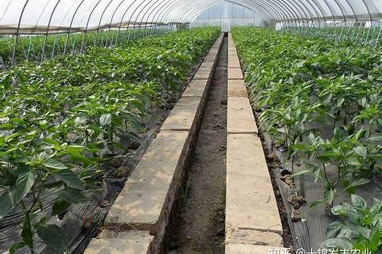 种植西瓜,用什么肥料做底肥比较好？