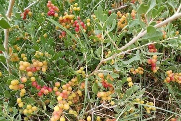 硫酸钙是不是一种很好的钙肥？