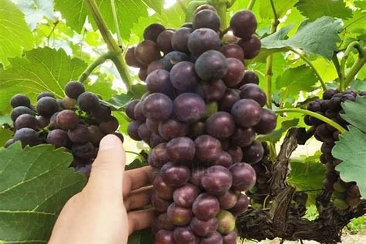 葡萄转色期用高磷肥能行不葡萄上色期用什么肥料好