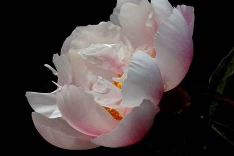 芍药施什么肥最好