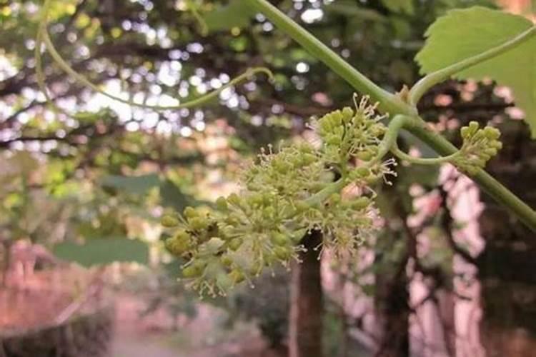 花草用什么肥料最好