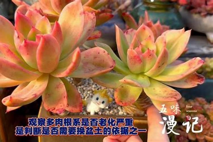 如何给多肉施肥 多肉施肥用什么肥料