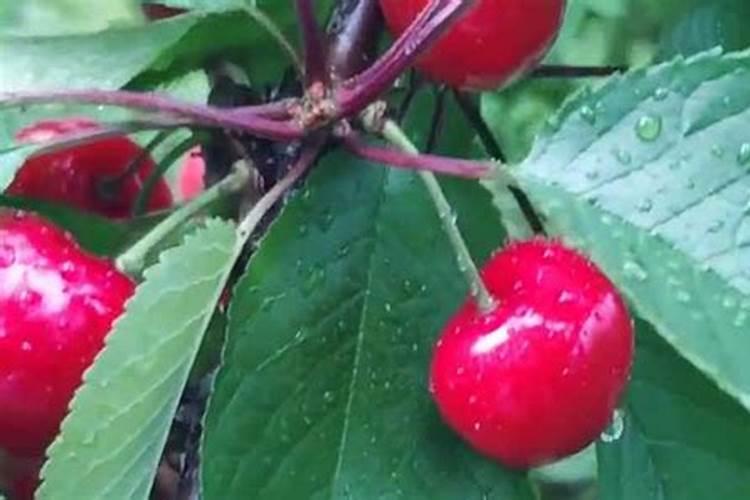 车厘子树苗用什么肥