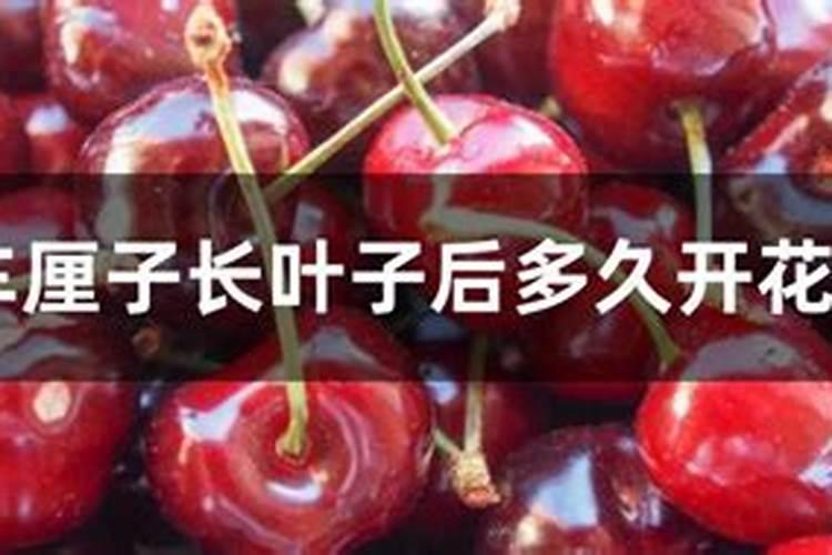 车厘子树怎样喷施叶面肥效果好？用好叶面肥,增产又增收