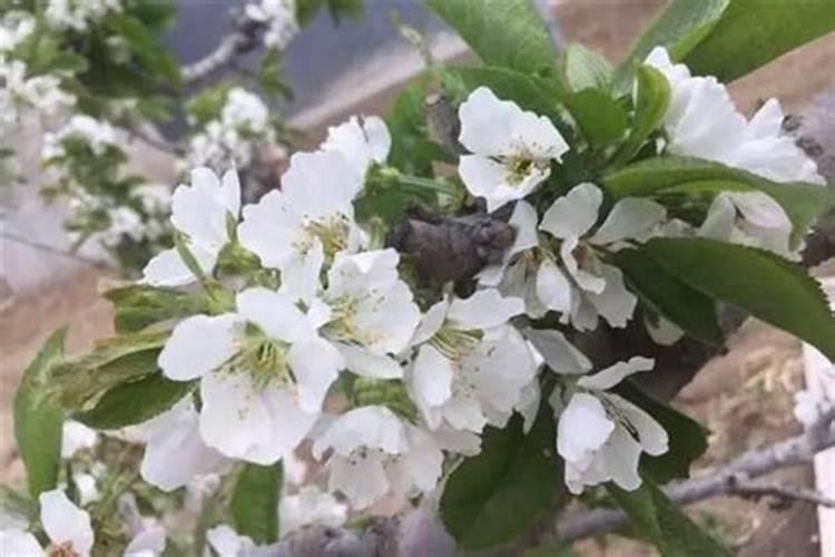 车厘子盆栽施什么肥,什么季节开花？