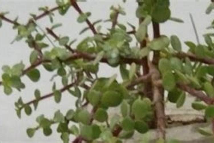 怎么用香橼做出好喝的饮品？