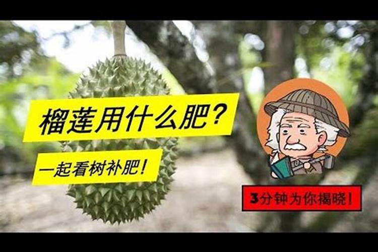 榴莲树苗北方可以种吗