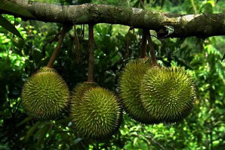 榴莲的种植要哪些条件