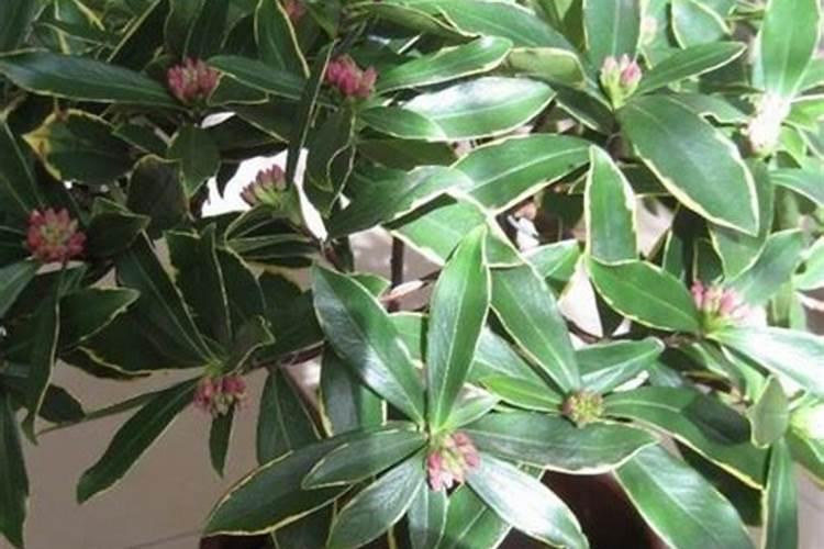 硼肥的作用及使用方法