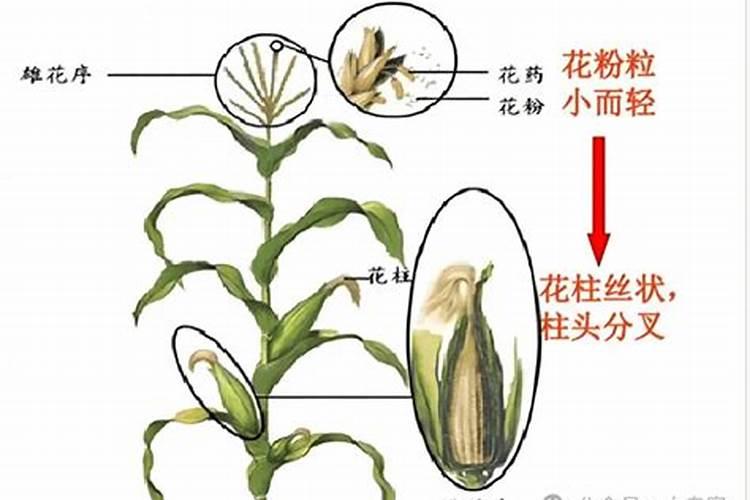 玉米用什么叶面肥好