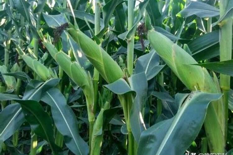玉米天开花用什么叶面肥好？