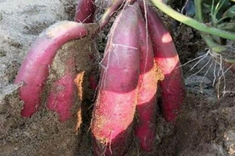 玉米开花结果时需要施什么肥