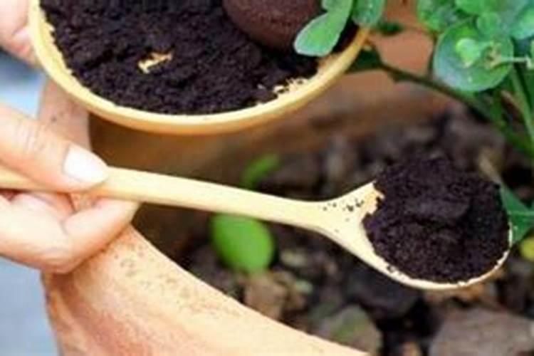 如何使节瓜多结瓜