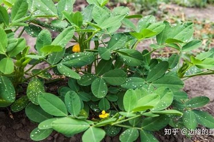 一亩油菜花化肥农药多少钱