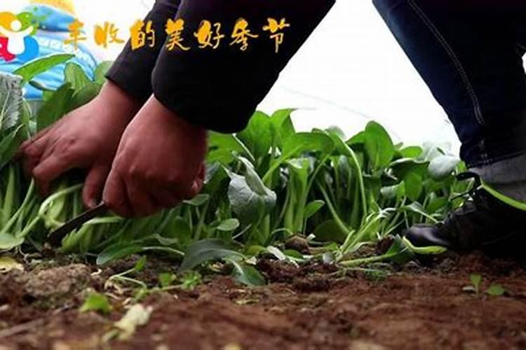 油菜怎样喷施叶面肥？