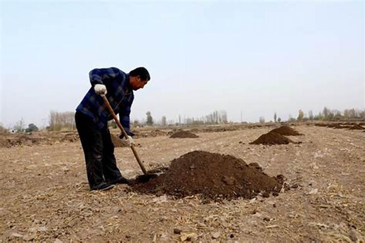 苗木施肥无小事,这些知识一定要掌握!