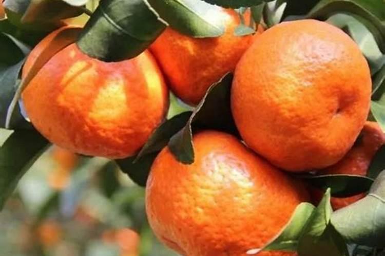 荔枝在盛果期用磷酸二氢钾助高产吗？上色用钛肥好不好