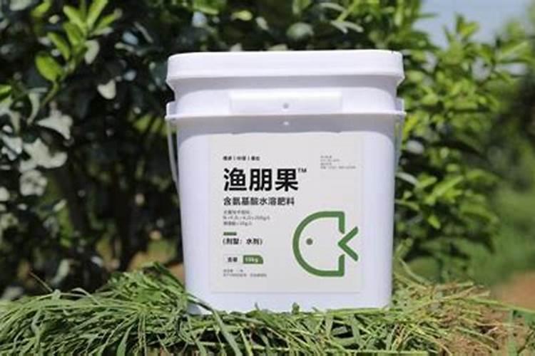 春天可以吃醋泡生姜吗