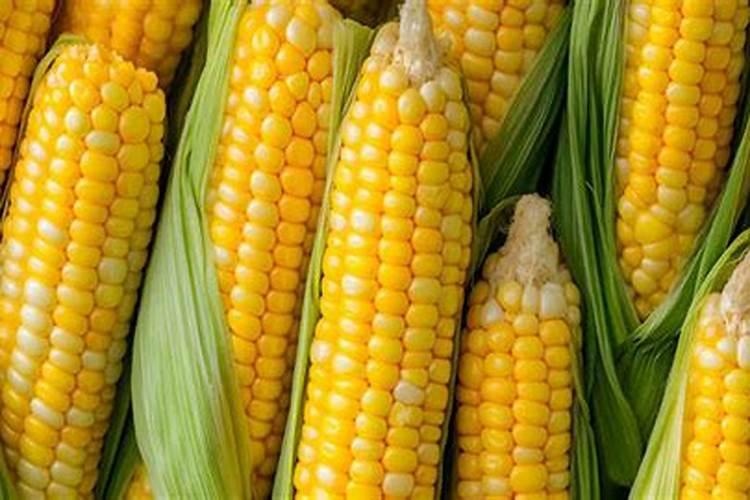 草莓一年可以种两季吗？都是什么时候呢？草莓第一年种完之后需要把秧拔掉...