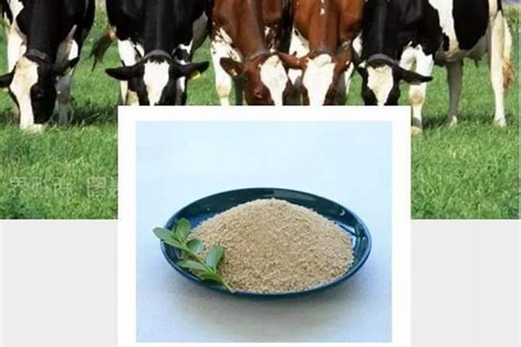 两年的核桃树幼苗能修剪么