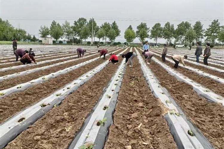 烤烟种植技术与方法