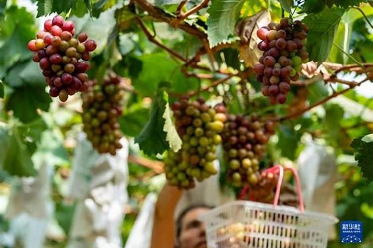 种葡萄阳光玫瑰一亩多少钱