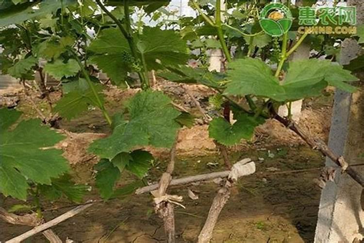 葡萄什么时候上肥料最好