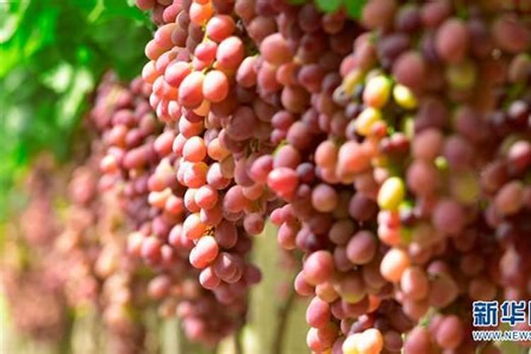 葡萄怎么施肥 葡萄养殖方法