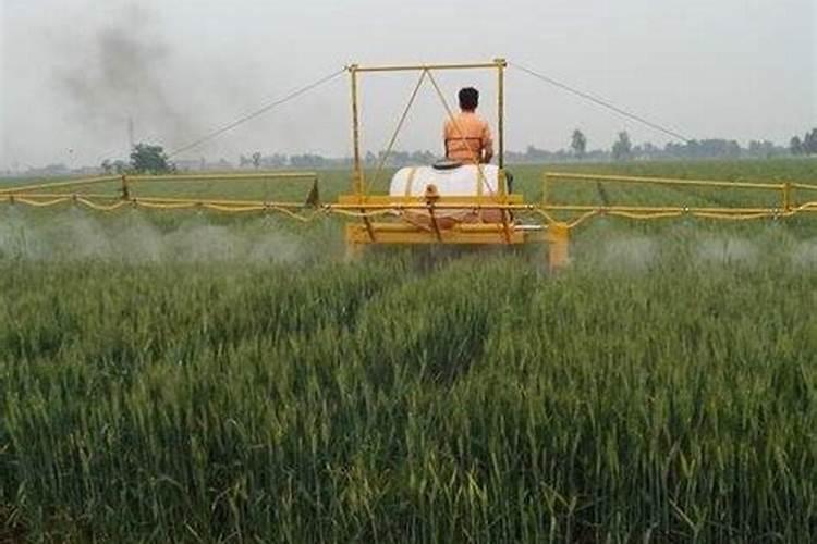 花生施什么肥料最好