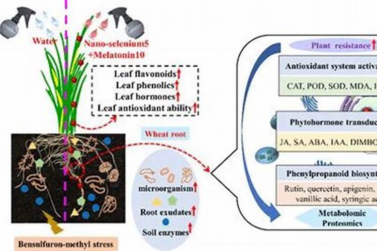 叶面肥是个好东西,怎样使用效果最好？