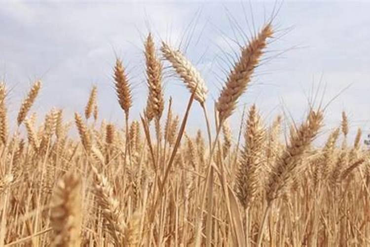 硒对植物生长有什么效果