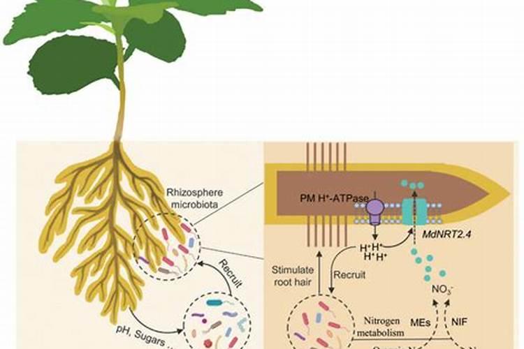 植物从土壤里吸收的氮.可用于合成什么和什么