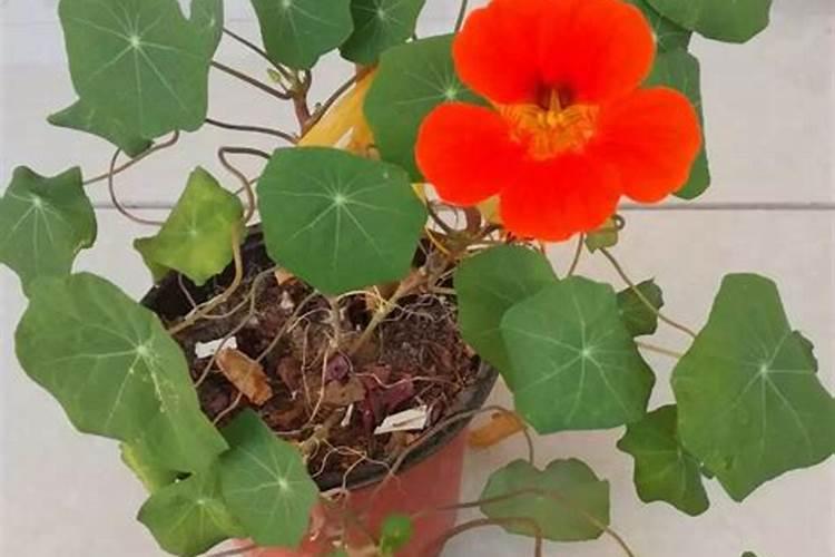 长寿花应该怎么养护？