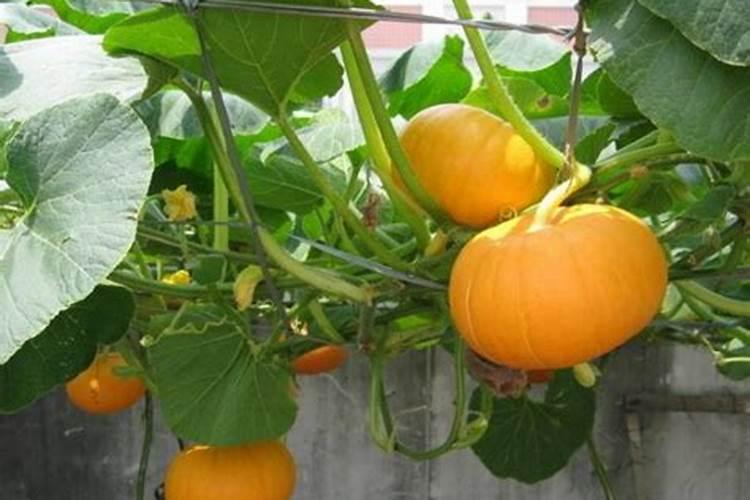 油菜什么时候施硼肥最好