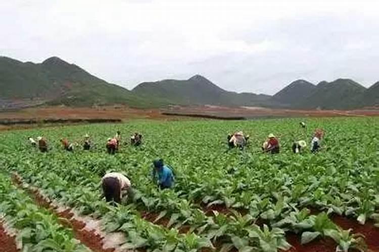 腐植酸有什么作用？腐植酸肥料的使用标准是什么？