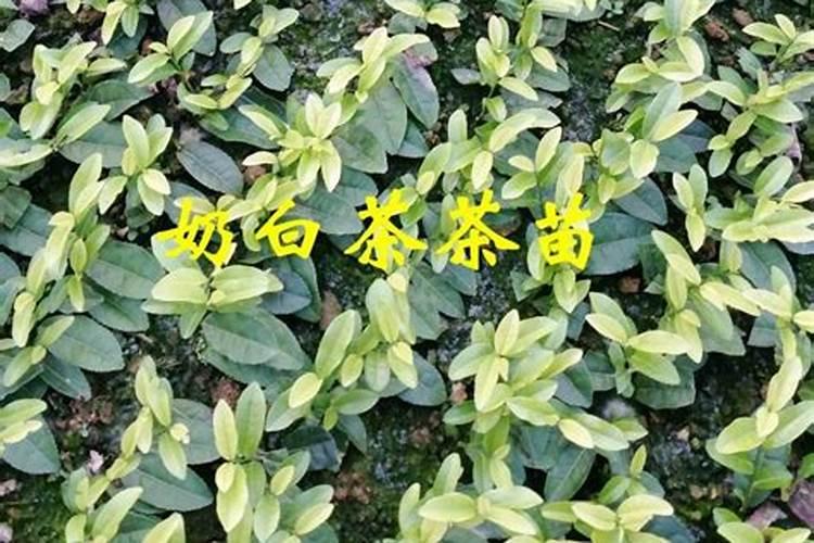 移栽两个月的茶叶苗能施什么肥