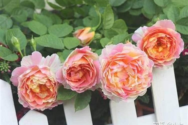 江苏沃尔康谷得肥业有限公司怎么样