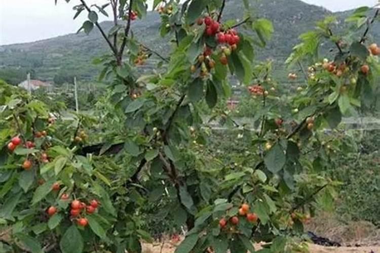 金桔开花后怎么防止落果