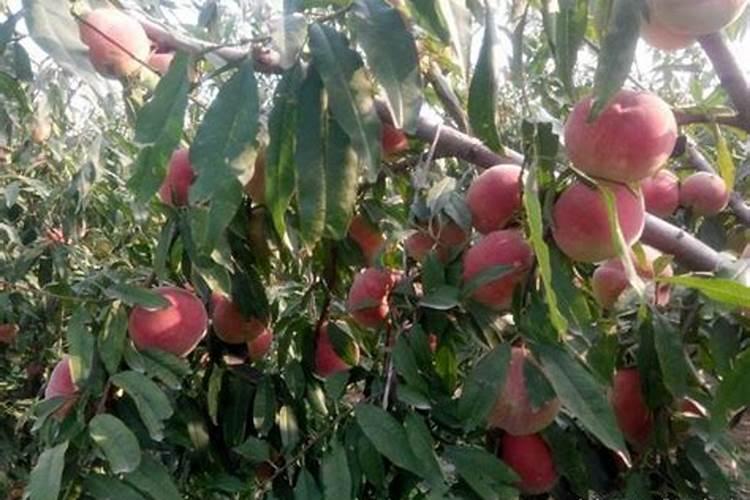 芒果开花结果期种植管理如何做？芒果开花坐果期用什么肥料好