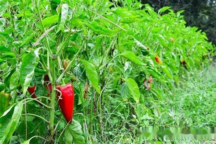 种植小麦,什么时候使用磷酸二氢钾与芸苔素的效果更好？