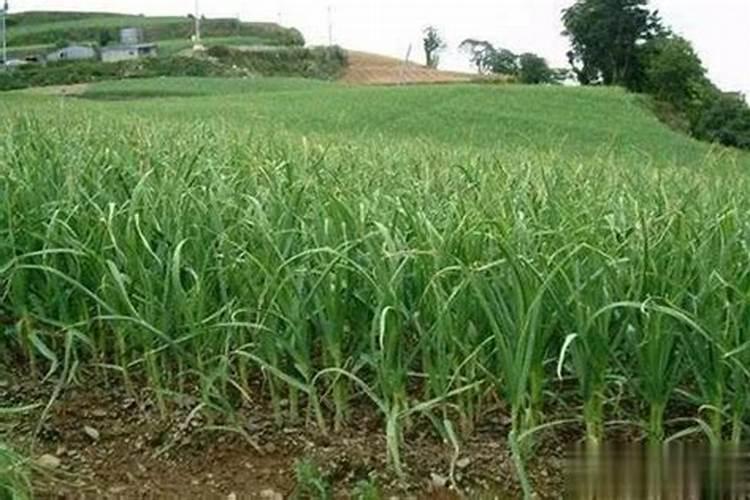 如何识别钙镁磷肥的真假？