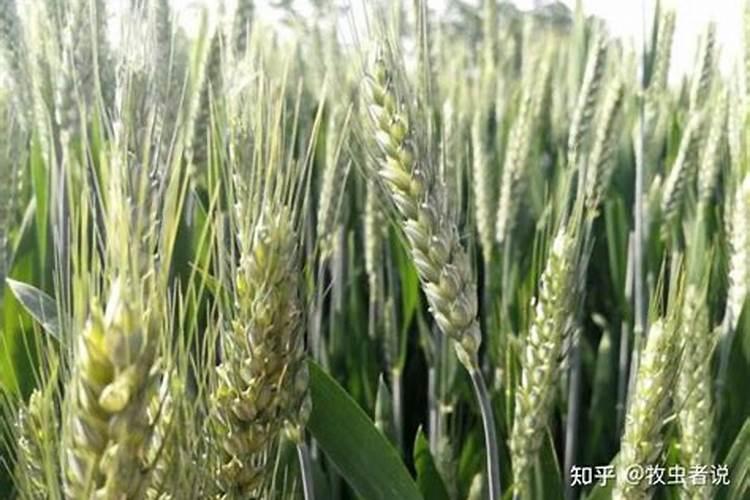 养花一般施什么肥料好、养花自制肥料的方法