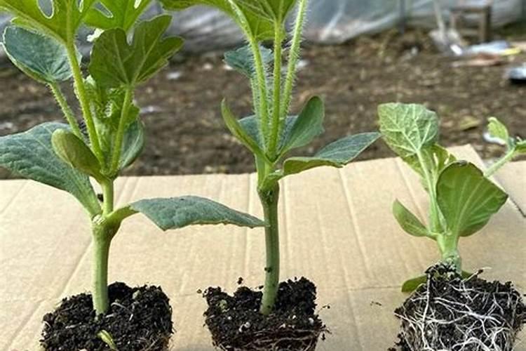 大棚嫁接西瓜定植后如何管理？