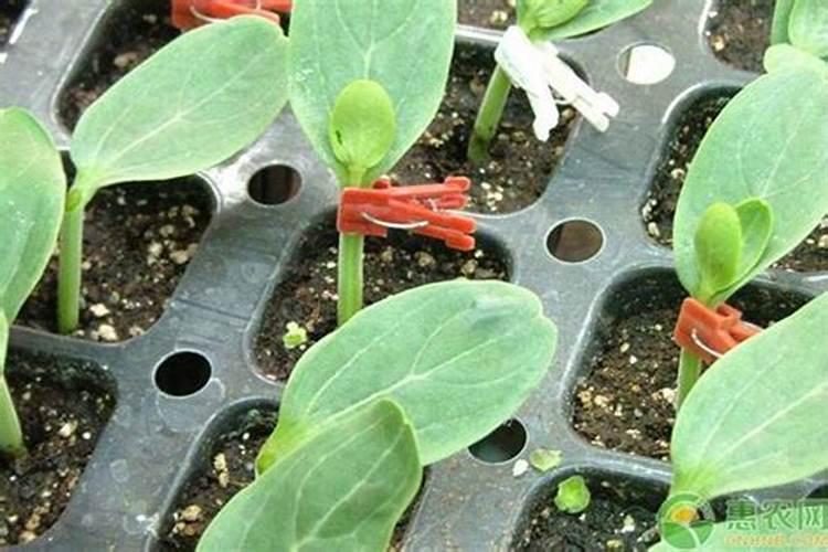 西瓜伸蔓期都接瓜了需要追什么肥