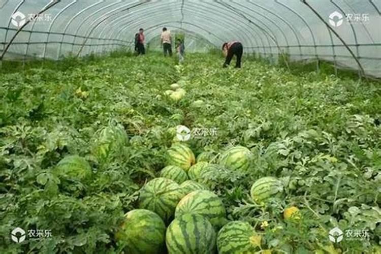 嫁接西瓜苗用什么冲施肥