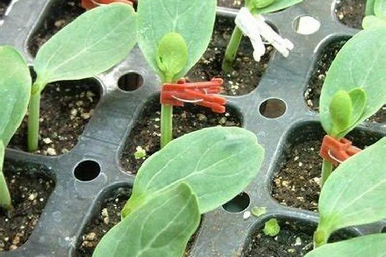 哪种叶面肥施加给西瓜苗合适