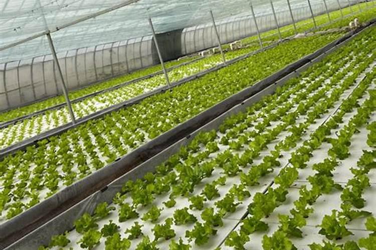 玉米7至11叶用什么叶面肥好