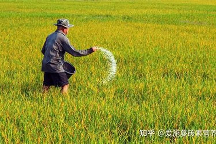 长寿花开花期间怎么浇水